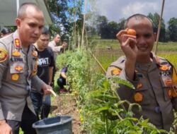 Sinergi Jaga Ketahanan Pangan, Kapolres Minahasa Petik Tomat Bersama Kelompok Tani di Taraitak