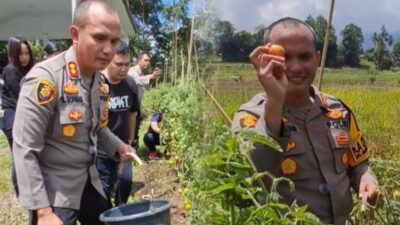 Sinergi Jaga Ketahanan Pangan, Kapolres Minahasa Petik Tomat Bersama Kelompok Tani di Taraitak