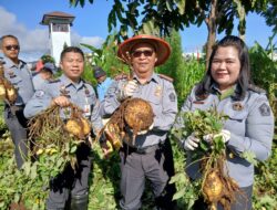 Dukung Ketahanan Pangan Nasional, Lapas Kelas IIB Tondano Sukses Panen Ubi Jalar