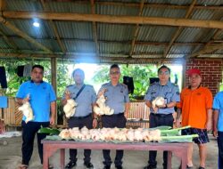 Lapas Tondano Panen Perdana Ayam Daging, Dukung Ketahanan Pangan dan Keterampilan Warga Binaan