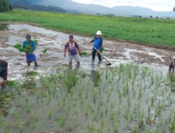 Lapas Tondano Gelar Penanaman Padi Dukung Ketahanan Pangan