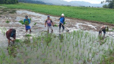 Lapas Tondano Gelar Penanaman Padi Dukung Ketahanan Pangan