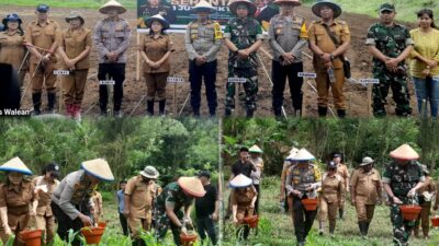 Polres Minahasa Bersama TNI dan Pemerintah Daerah Sukseskan Program Penanaman Jagung 1 Juta Hektar